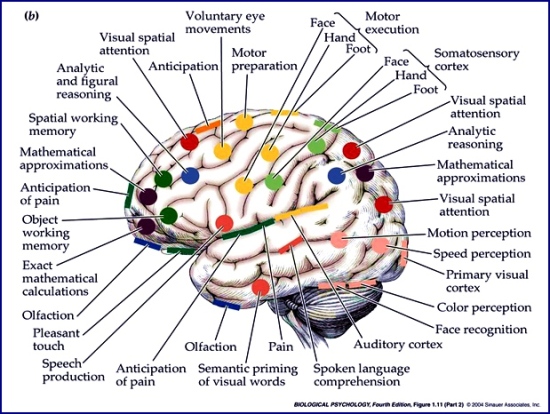Brain Illustration.Biological Psychology