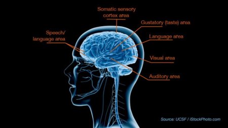 Brain centers involved in SPD or sensory processing disorder, courtesy of UCSF