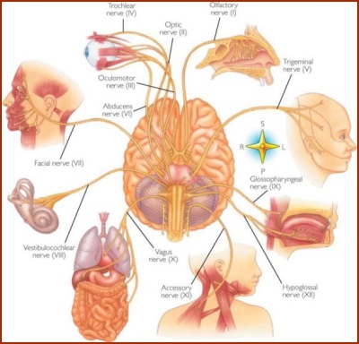 Brain Diagram of the Cranial Nerves