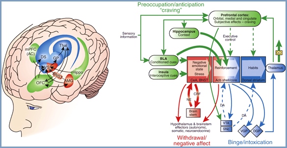 Brain Pathways involved in Cognition and Addiction