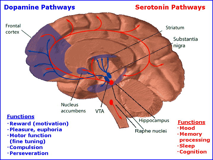 Illustration of the neurochemicals of the brain