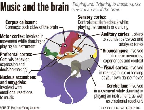 This music and the brain illustration depicts the areas of the brain involved in listening and playing music